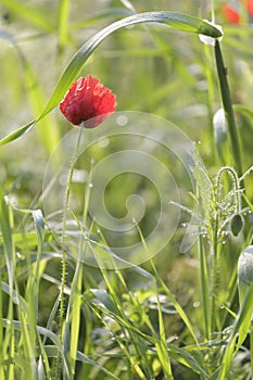 Poppies in the morning dew of the Val d`orcia, Tuscany, Italy