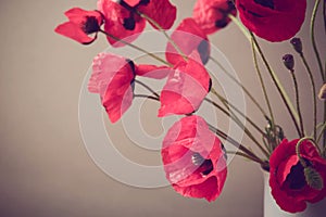 Poppies over vintage background with retro filter effect. Selective focus on one flower