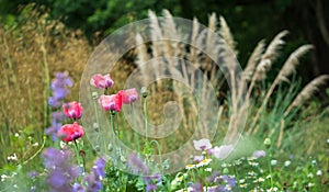 Poppies and pampass grass in a herbaceous border, photographed in late June outside Eastcote House Gardens, London UK