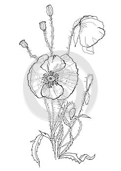 Poppies pen drawing