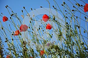 Poppies and poppies buds