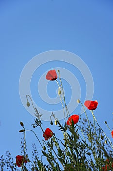 Poppies and poppies buds