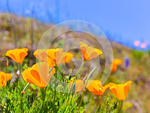 Poppies poppy flowers in orange at California spring fields