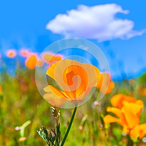 Poppies poppy flowers in orange at California spring fields