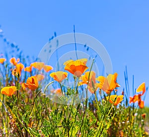 Poppies poppy flowers in orange at California spring fields