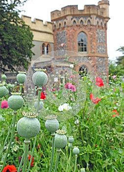 Poppies poppy seed pods growing in castle fort park garden grounds parks fields meadow