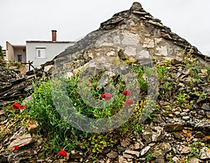 Poppies in Povlja on Brac Island, Croatia