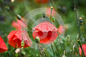 Poppies with rain drops during the rain