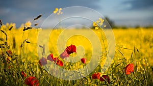 Poppies in Seed Field