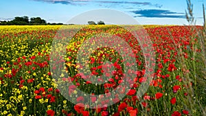 Poppies in Seed Field