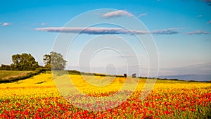 Poppies in Seed Field