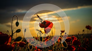 Poppies in Seed Field