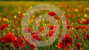 Poppies in Seed Field