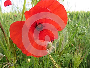Poppies red flowers field beautiful natural colors photo