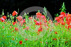 Poppies