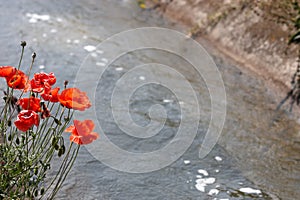 Poppies by the river