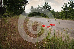 Poppies on roadside