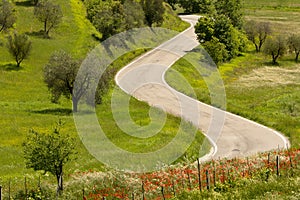 Poppies roadside in Tuscany photo