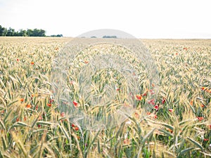 POPPIES IN A RYE FIELD