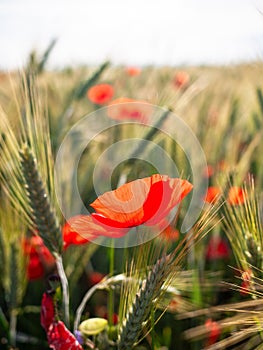 POPPIES IN A RYE FIELD