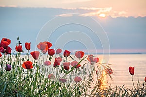 Poppies on the sea shore at sunrise