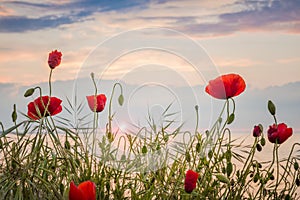 Poppies on the sea shore at sunrise