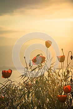 Poppies on the sea shore at sunrise. Vintage style.
