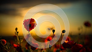 Poppies in Seed Field