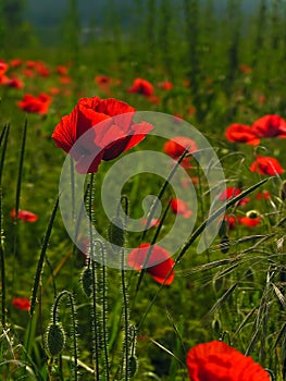 Poppies. Shallow dof.