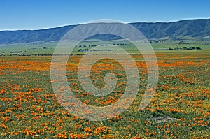 Poppies with sheep, California