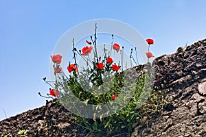 Poppies on sky background