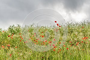 Poppies in a spring meadow