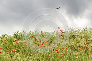 Poppies in a spring meadow