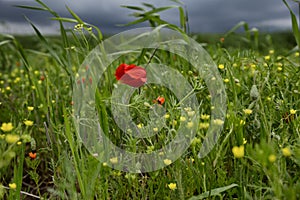 Poppies and storm sky