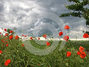 Poppies in a storm