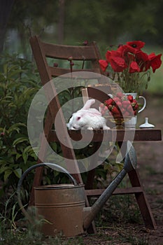 Poppies and strawberrie on a vintage wooden chair in the garden