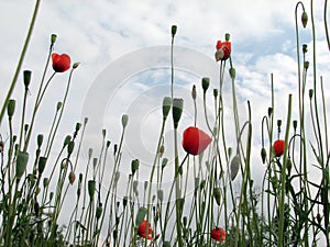 Poppies stretch up