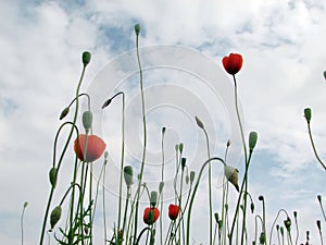 Poppies stretch up and more sky