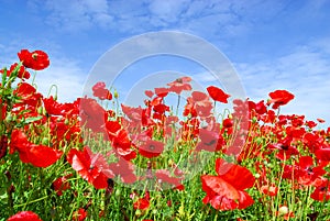 Poppies in summer