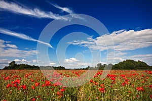 Poppies on a summer afternoon