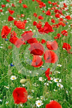 Poppies in summer field