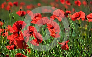 UK - Poppies - Memorials photo