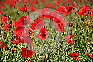 UK - Poppies - Memorials photo