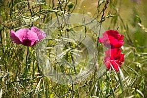 Poppies in the Sun with Green Background