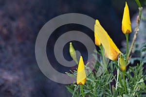 Poppies before sun opens blooms