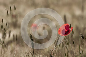 Poppies at sunrise in a wheat field with green and golden ears