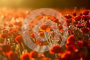 Poppies in sunset