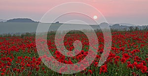 Poppies at Sunset