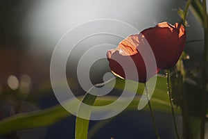 Poppies at sunset