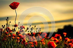 Poppies at Sunset, beauifully in bloom